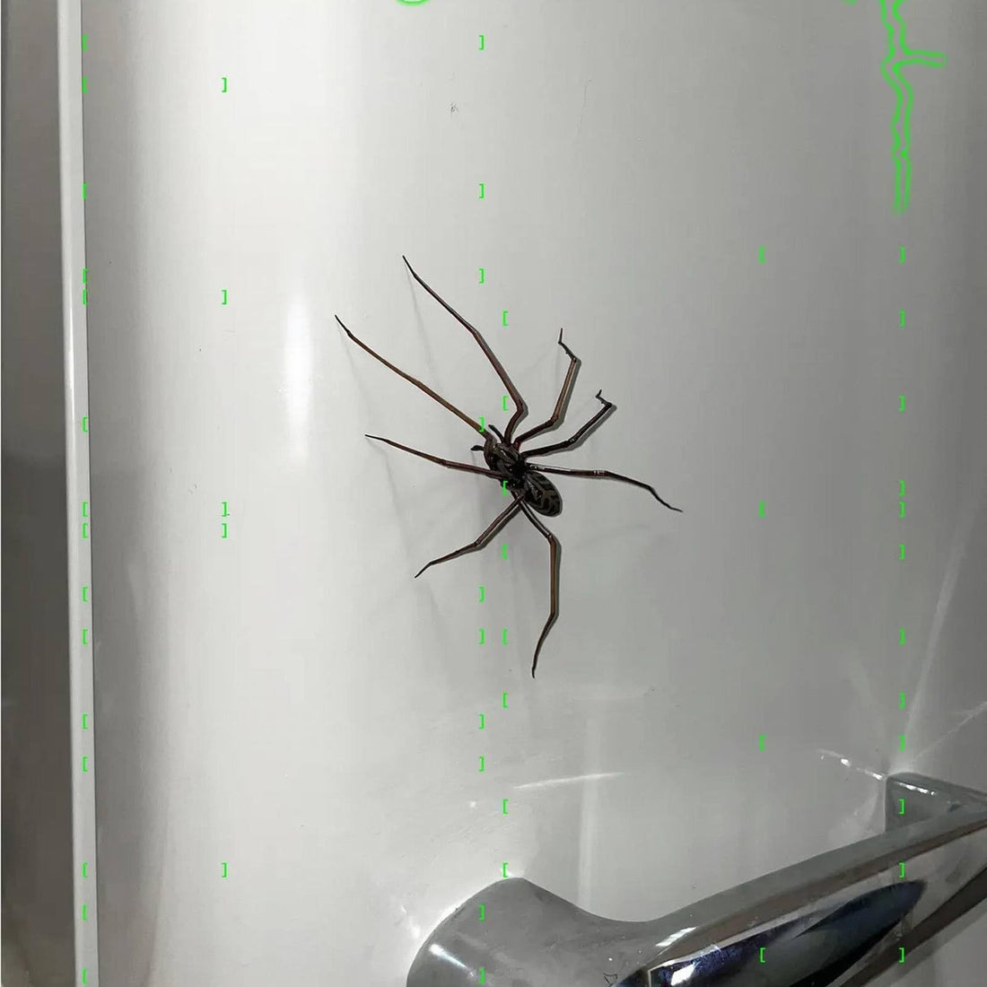 Plastic spiders as magnets (original!) | Realistic Large Spider Fridge Magnet