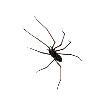 Plastic spiders as magnets (original!) | Realistic Large Spider Fridge Magnet